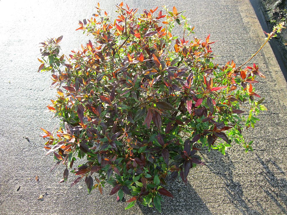 Acalypha wilkesiana 'Inferno', Copperleaf