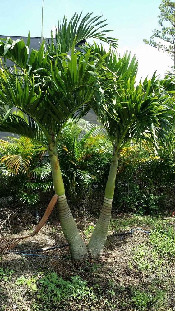 Field Grown Triple, 412ft HT