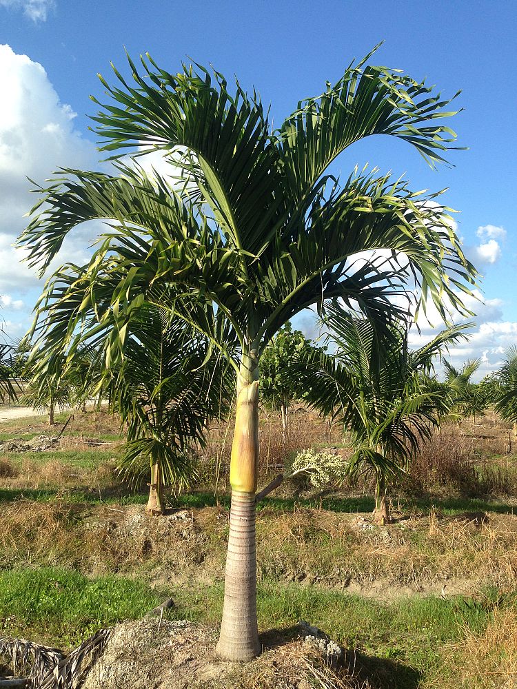 Field Grown Single, 10ft HT