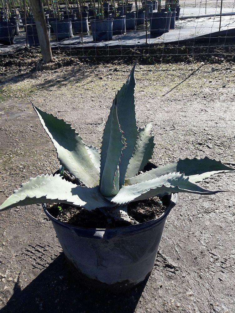Agave americana, Century Plant, Yellow Agave, Agave Amarillo
