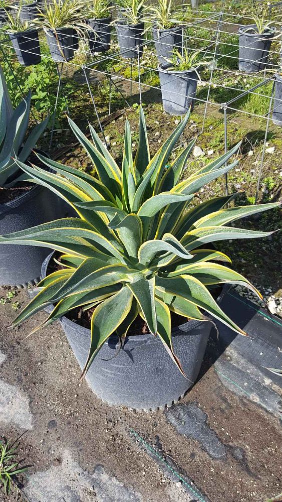 Rivettatrice USAG Con Testa Orientabile 360° - Per Rivetti In Alluminio 2.4-4.8 Mm, Rosso - Foto 4