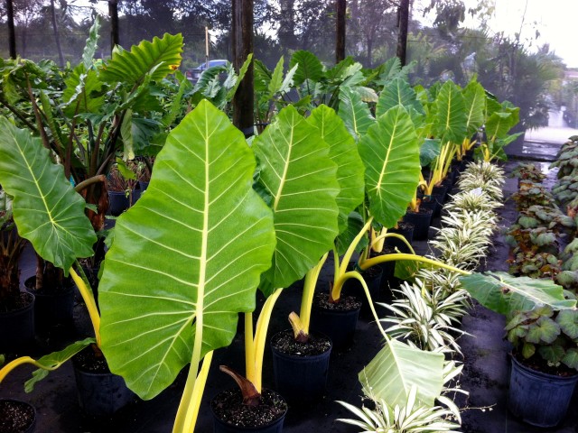 alocasia macrorrhiza lutea elephant ear yellow stem alocasia macrorrhiza lutea elephant ear yellow stem