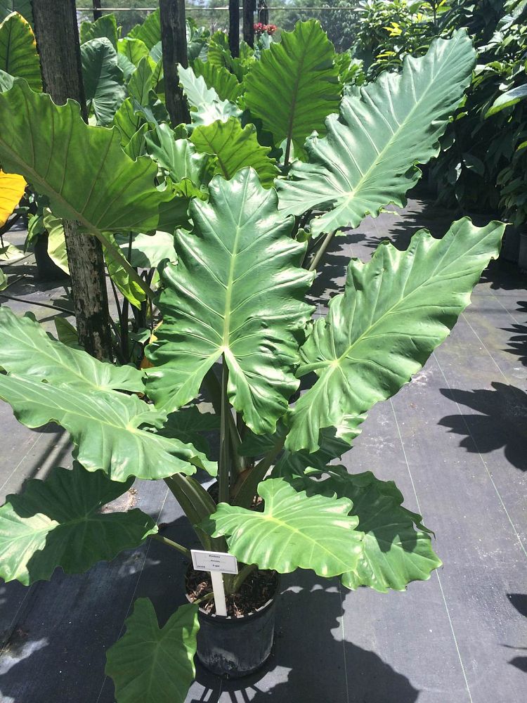 Black Olive East Nursery