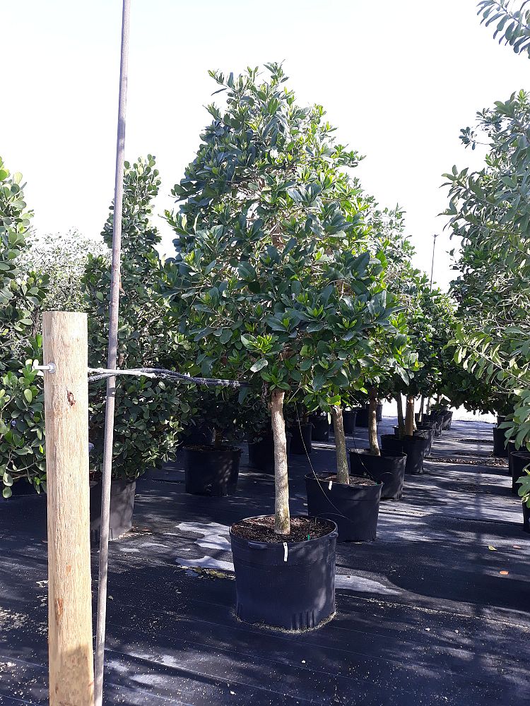 Image Gallery Native Tree Nursery