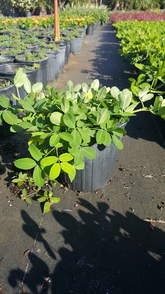 Arachis glabrata 'Ecoturf', Golden Ornamental Peanut, Perennial Peanut