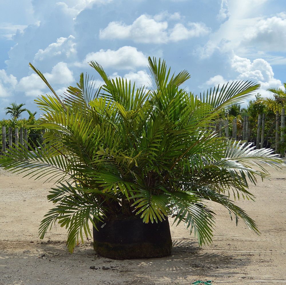 15G / 17" Kari, Sri Kembangan, Fruiting, Air Root Pruning Container, 4ft HT