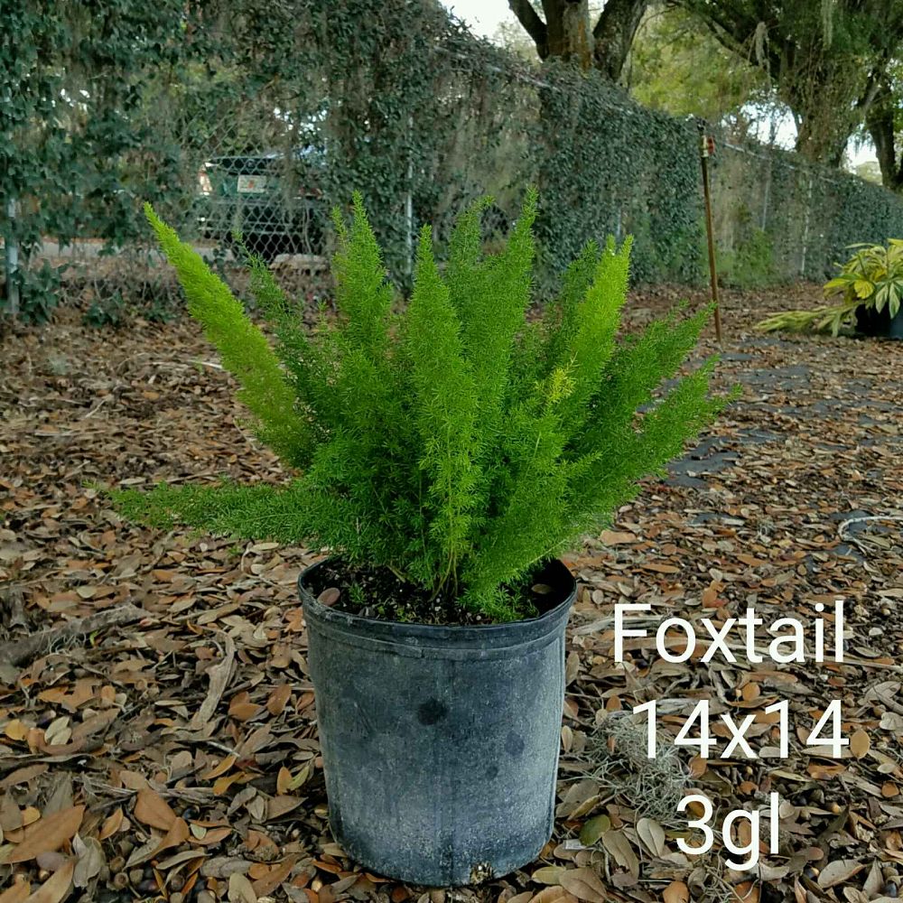 Asparagus densiflorus 'Meyerii', Foxtail Fern, Asparagus densiflorus