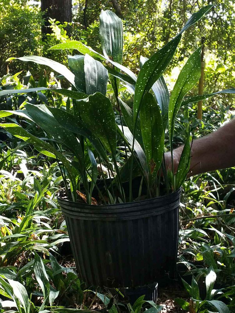 Way Green Nursery