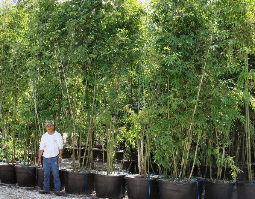 Tropical Bamboo Nursery & Gardens