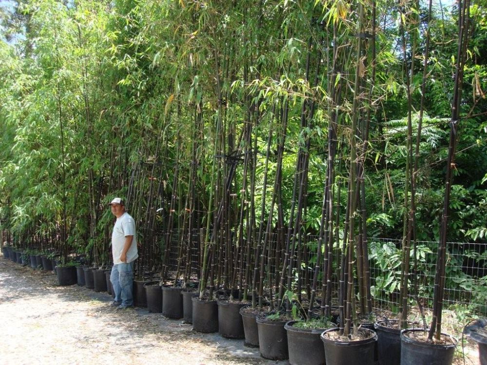 Tropical Bamboo Nursery & Gardens