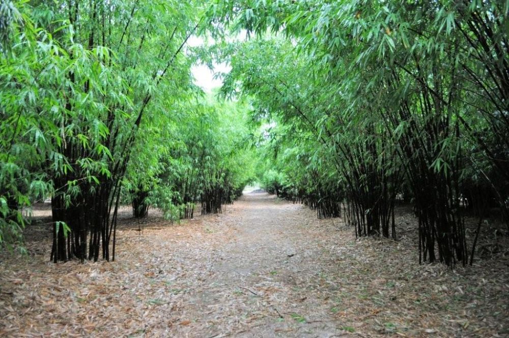Tropical Bamboo Nursery & Gardens