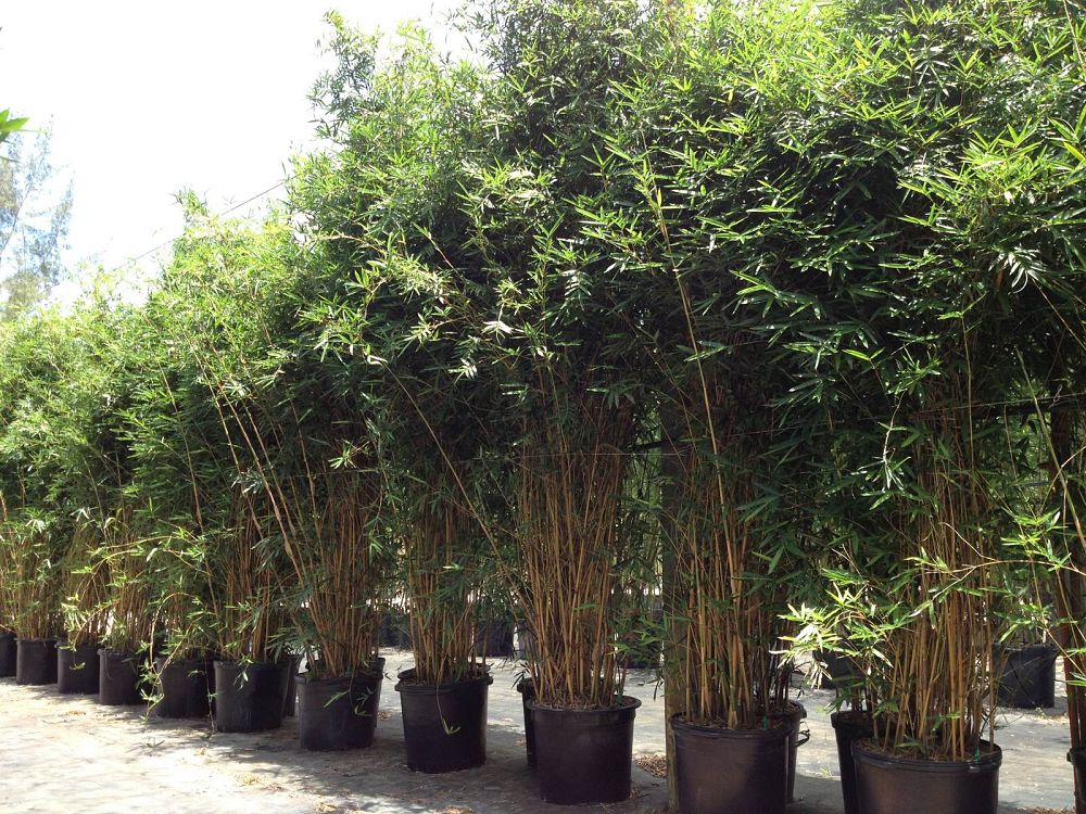 palmco plantant com adonidia christmas palm
