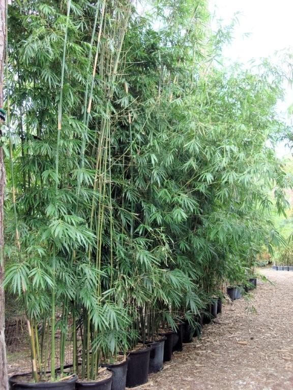 Tropical Bamboo Nursery & Gardens