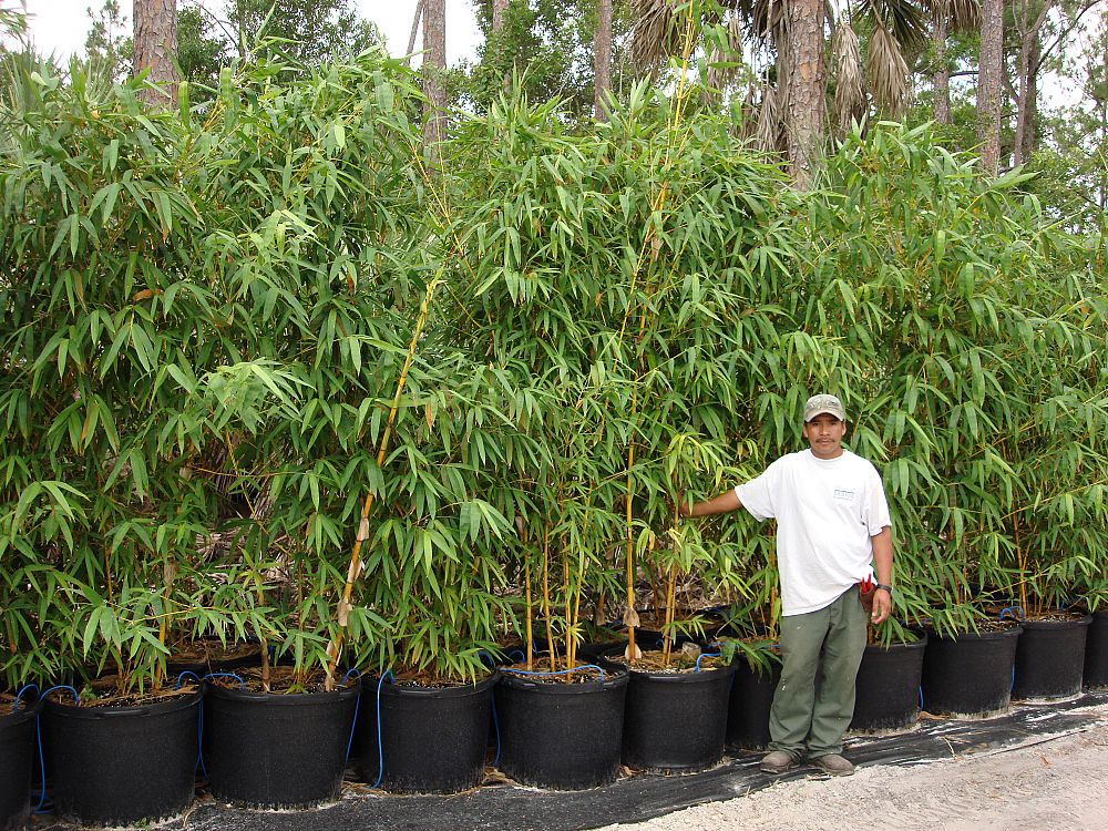 Tropical Bamboo Nursery & Gardens