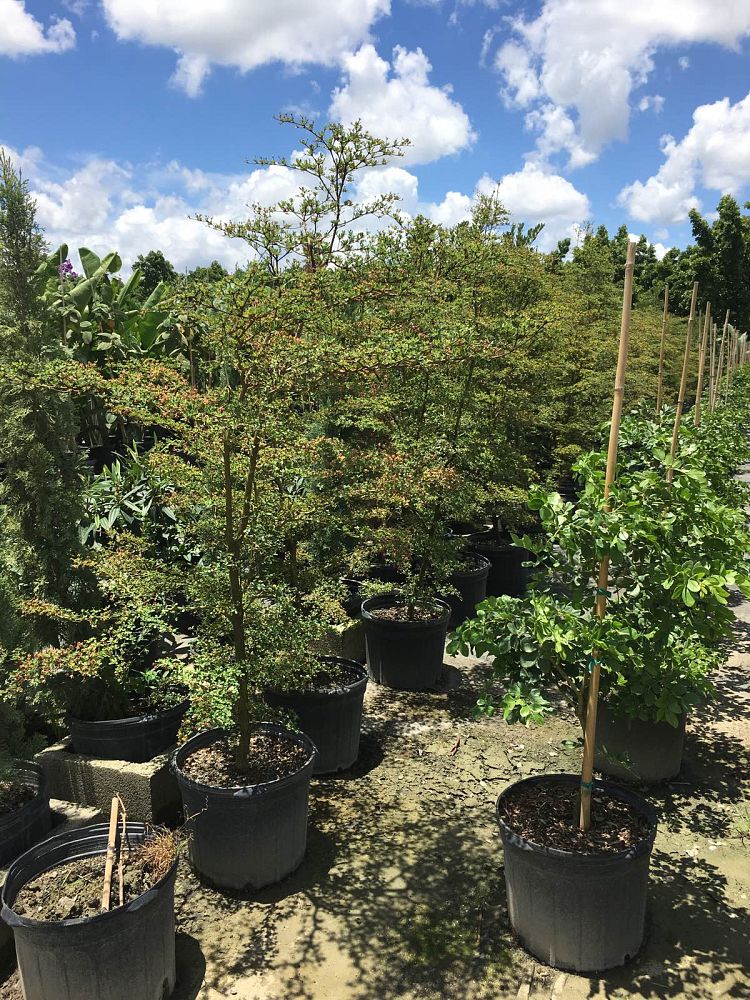 Gallery J&K Plant Distributors