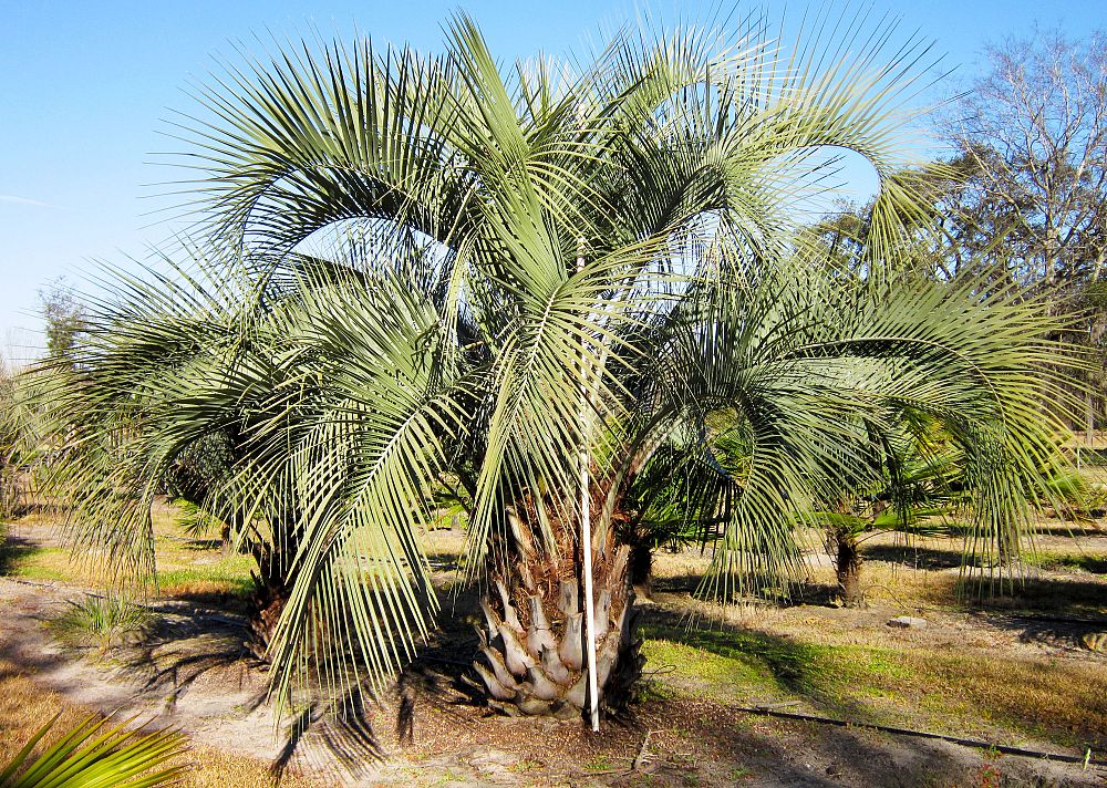 Field Grown Over 6' OA