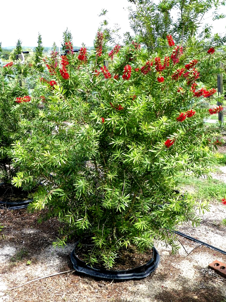 Callistemon 'Red Cluster', Bottlebrush