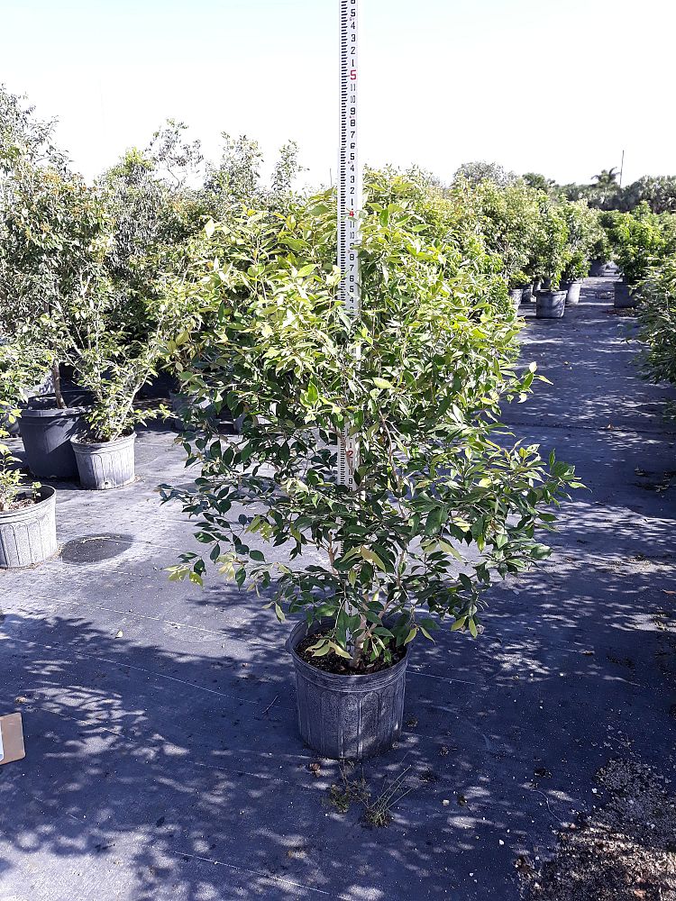 Image Gallery Native Tree Nursery