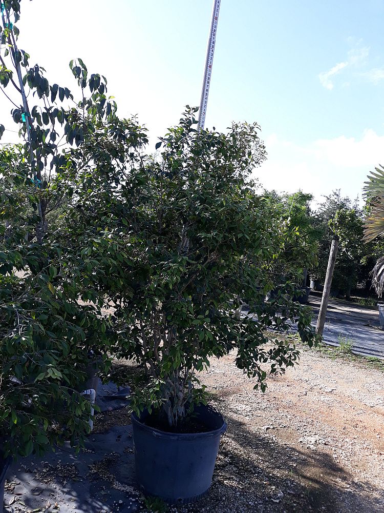 Image Gallery Native Tree Nursery