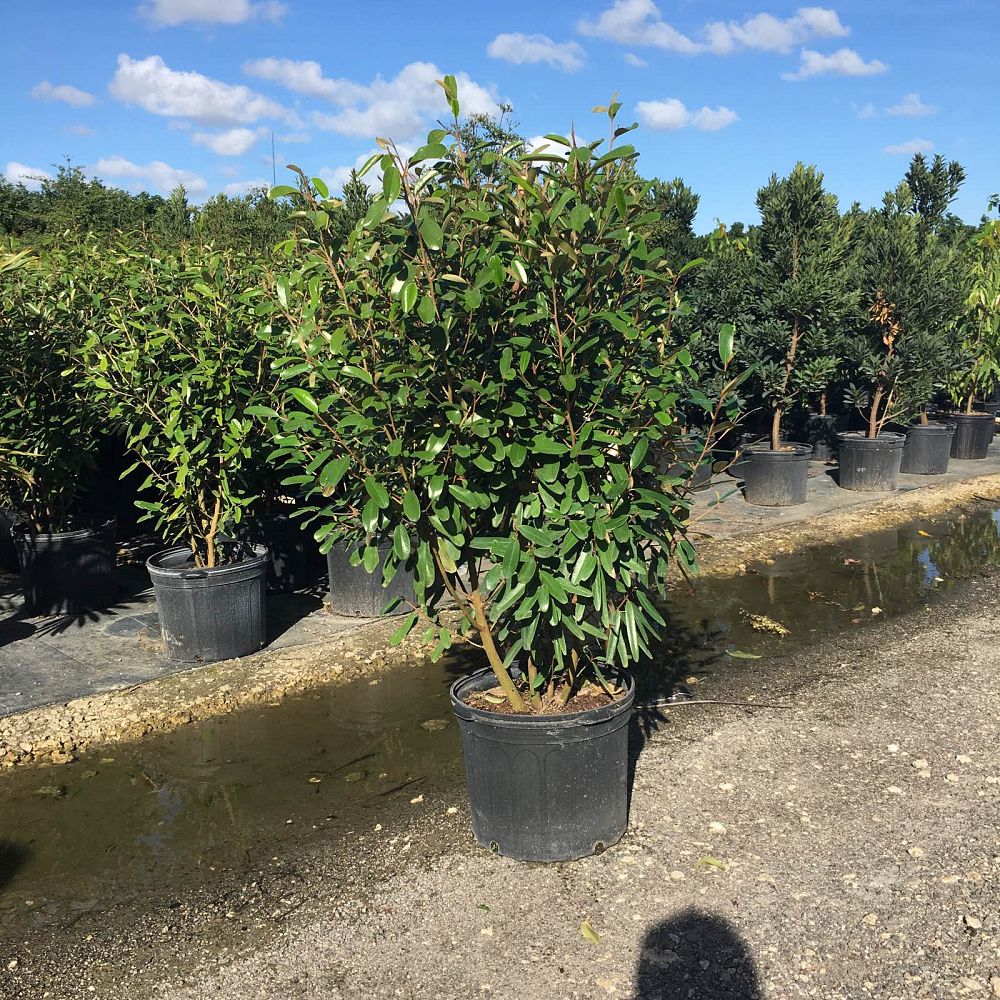 Gallery J&K Plant Distributors