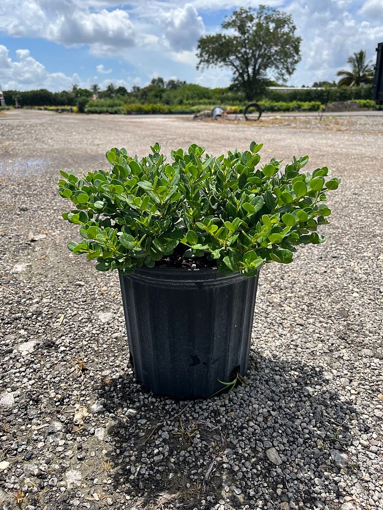 Carissa Macrocarpa Emerald Blanket