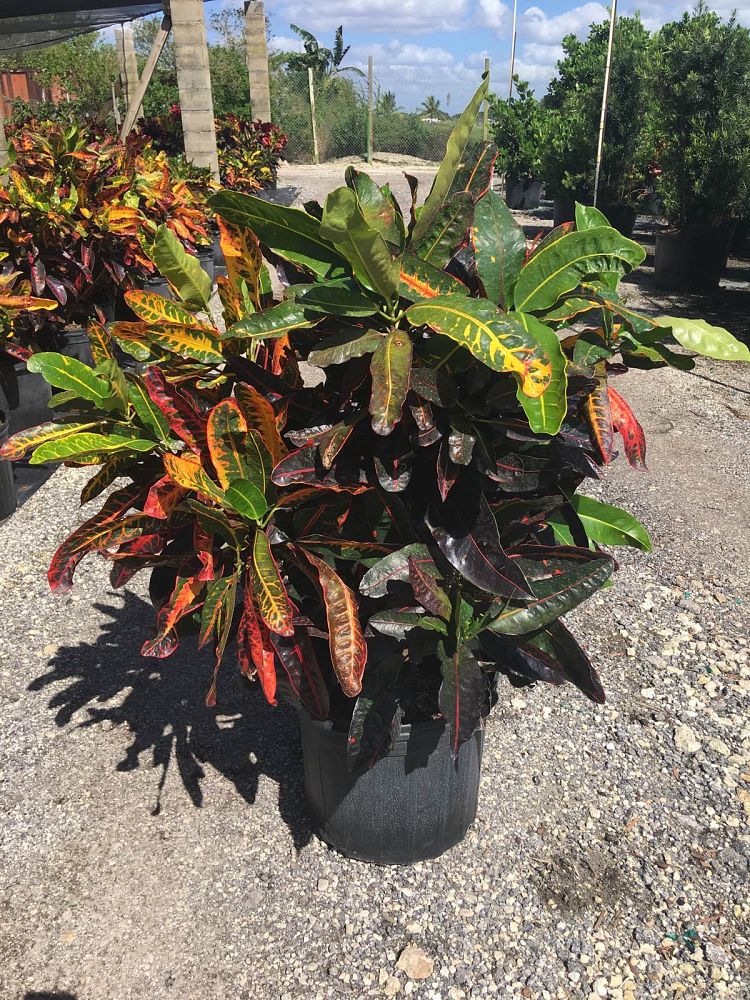 Codiaeum variegatum 'Corkscrew', Croton