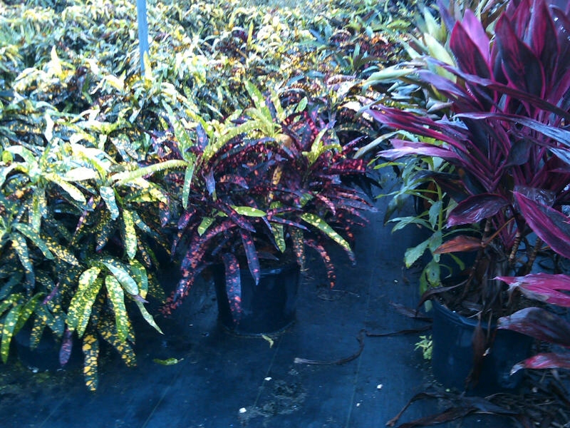 Medallion Davie Nursery