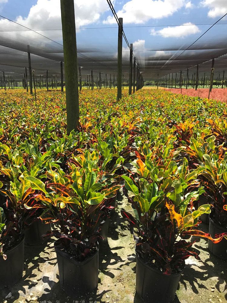 Keith St Germain S Nursery Farms Plantant Codiaeum Variegatum Mammey