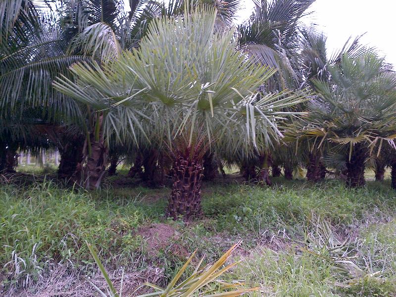 copernicia-prunifera-carnauba-palm