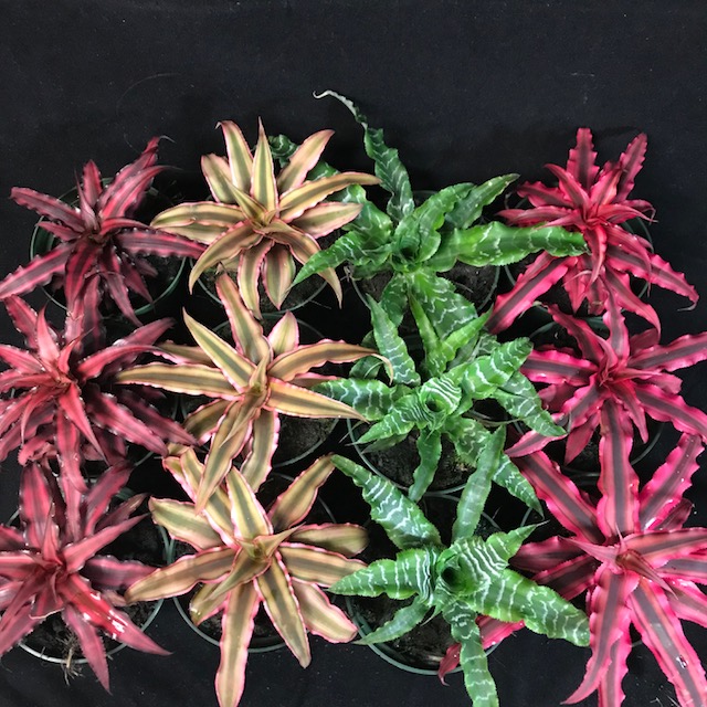 Gallery – Living Colors Nursery