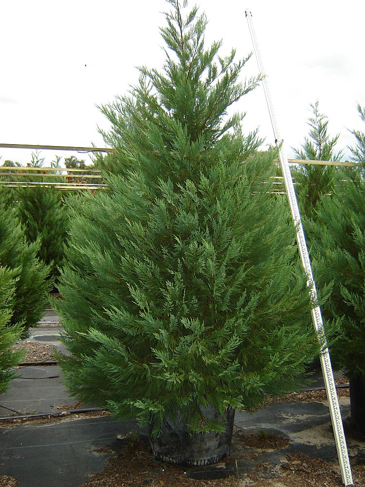 Cupressocyparis leylandii, Leyland Cypress