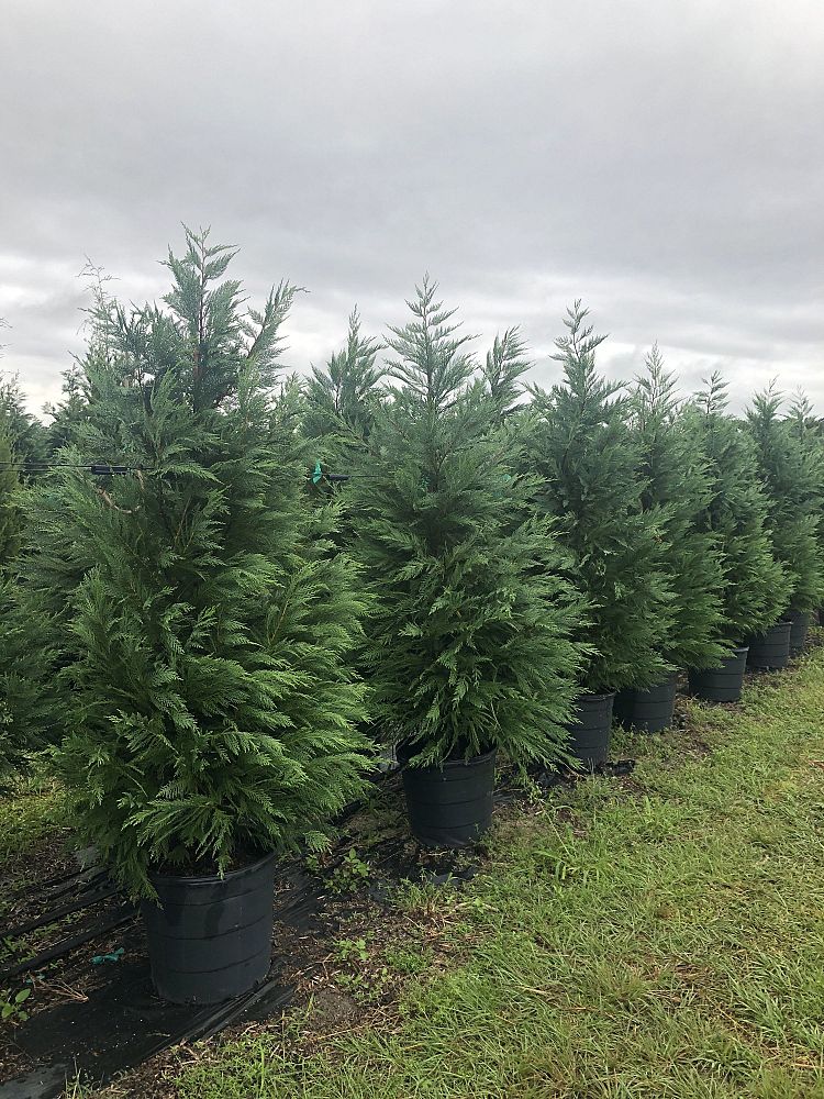 Image Gallery EnviroPro Tree Farm