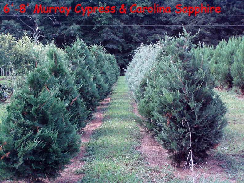 Cupressocyparis leylandii 'Murray', Leyland Cypress, Hesperotropsis