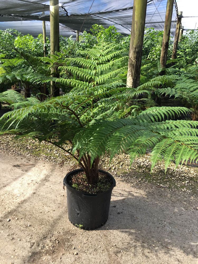 Cyathea cooperi, Australian Tree Fern