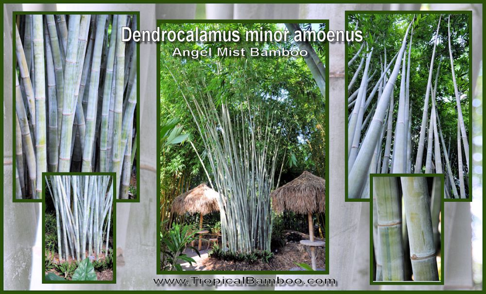 Tropical Bamboo Nursery & Gardens