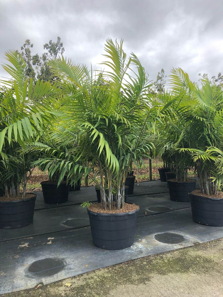 Gallery J&K Plant Distributors