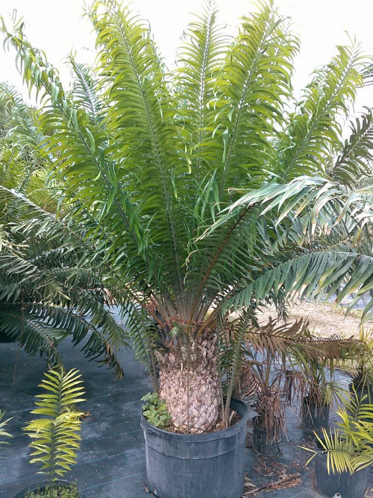 Image Gallery Native Tree Nursery