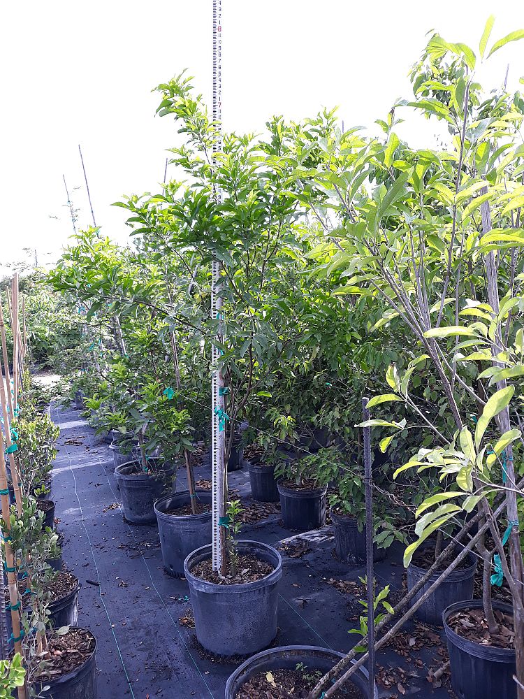 Image Gallery Native Tree Nursery