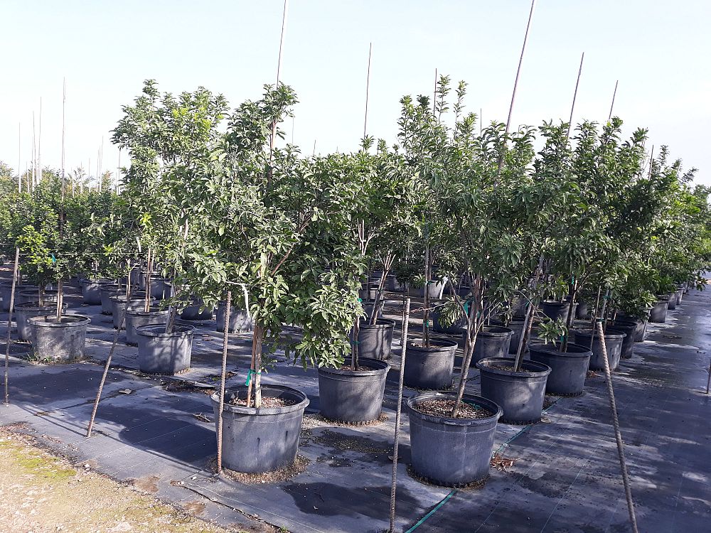 Image Gallery Native Tree Nursery