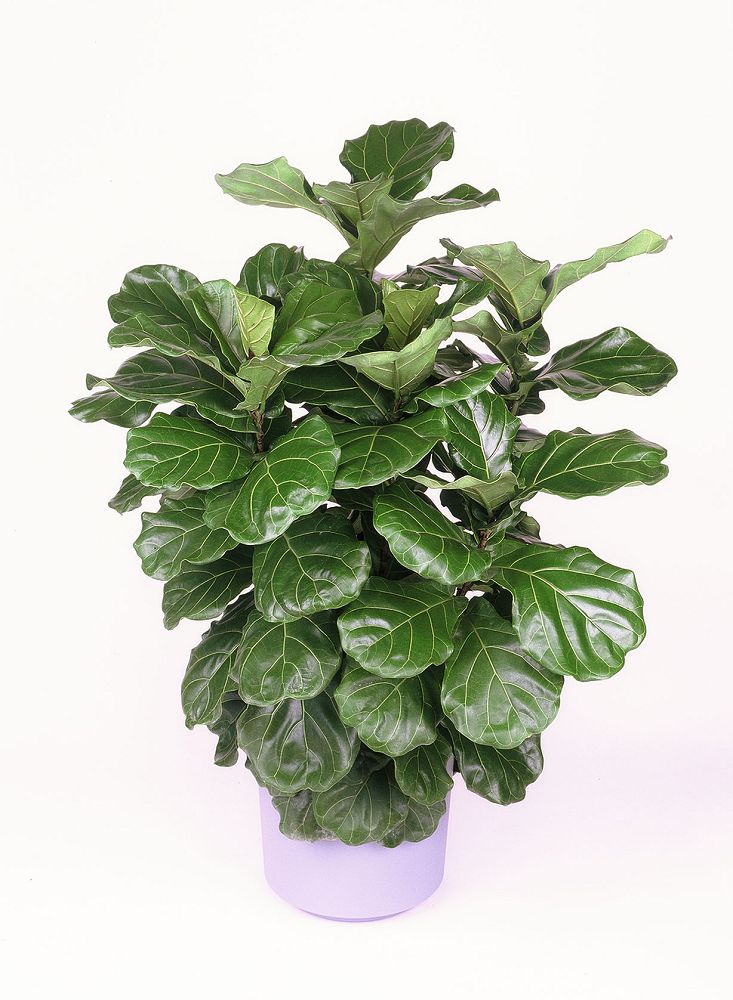 Suncoast Nursery Inc Plantant Com Suncoast Nursery Inc Plantant Com