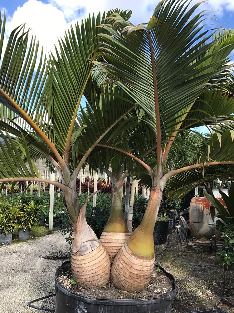 200G / 48" Triple Bottle Palm specimen, Multi, 8ft HT