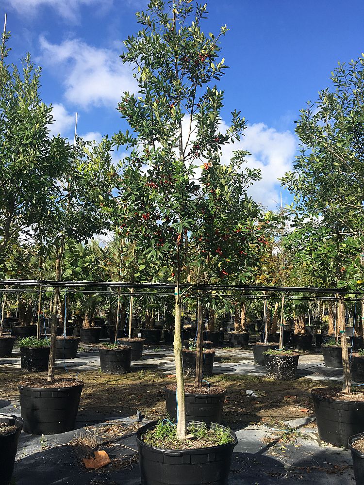 allGREEN Nursery