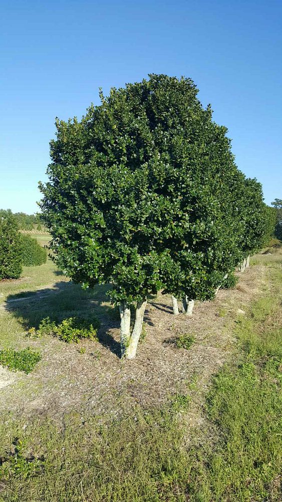 ilex cornuta fine line chinese holly horned holly wire basket tree 10ft ht