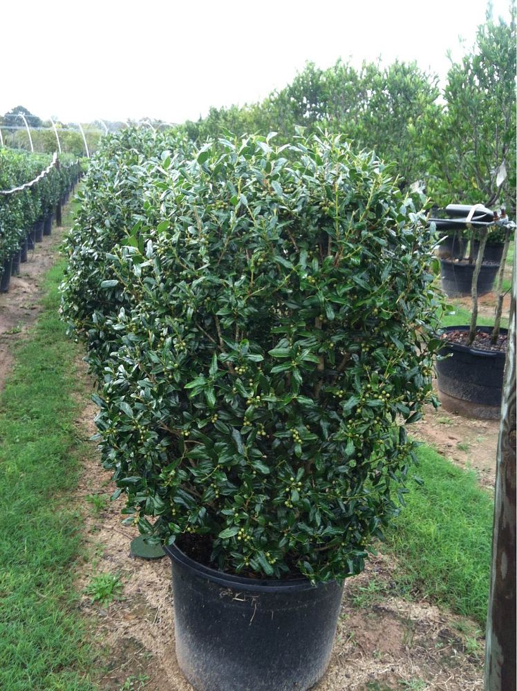 Ilex cornuta 'Needlepoint', Chinese holly, Horned Holly