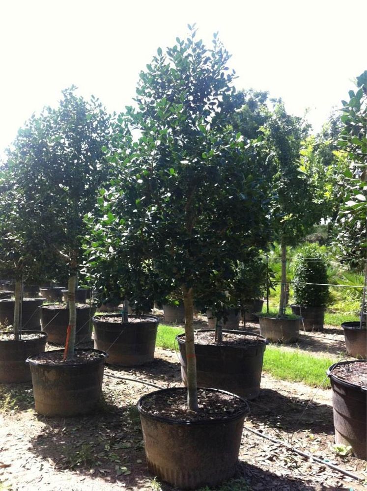 45G / 28" full to the ground, Specimen