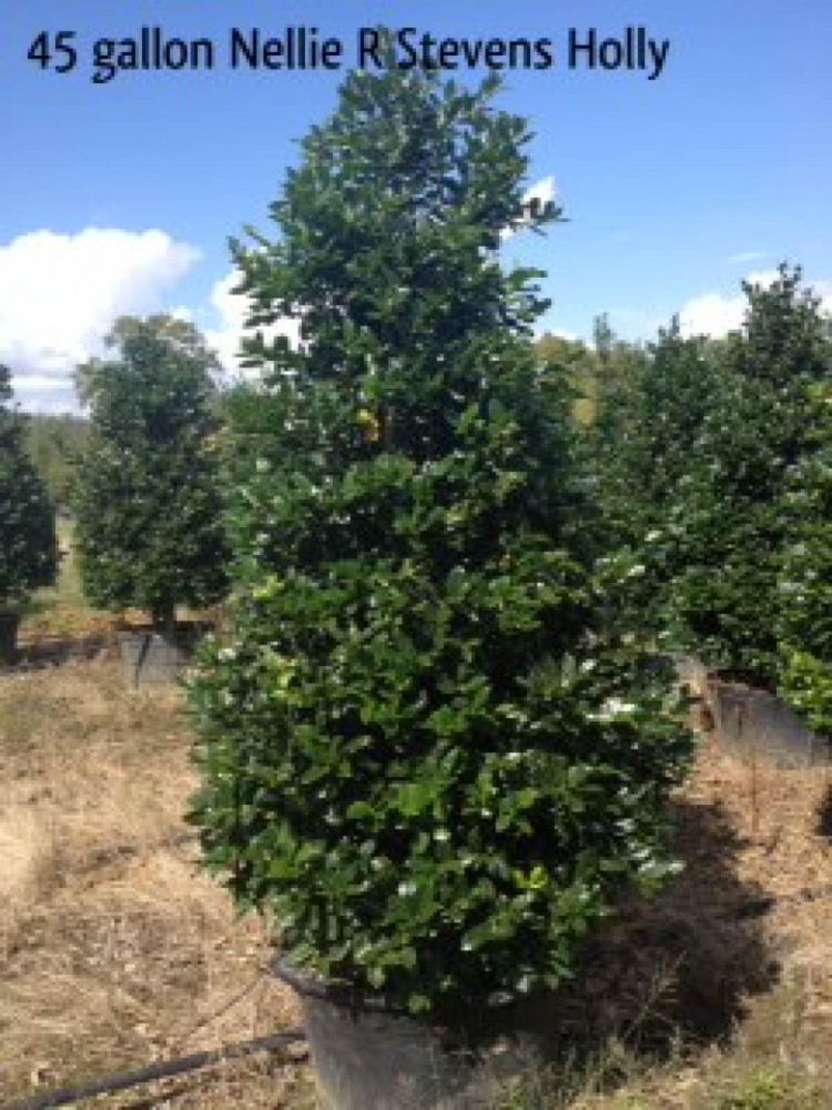 45G / 28" full to the ground, Specimen