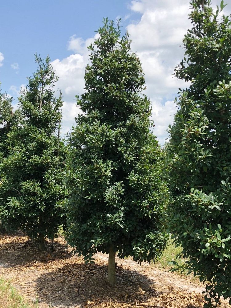 Treemendous Quality Growers