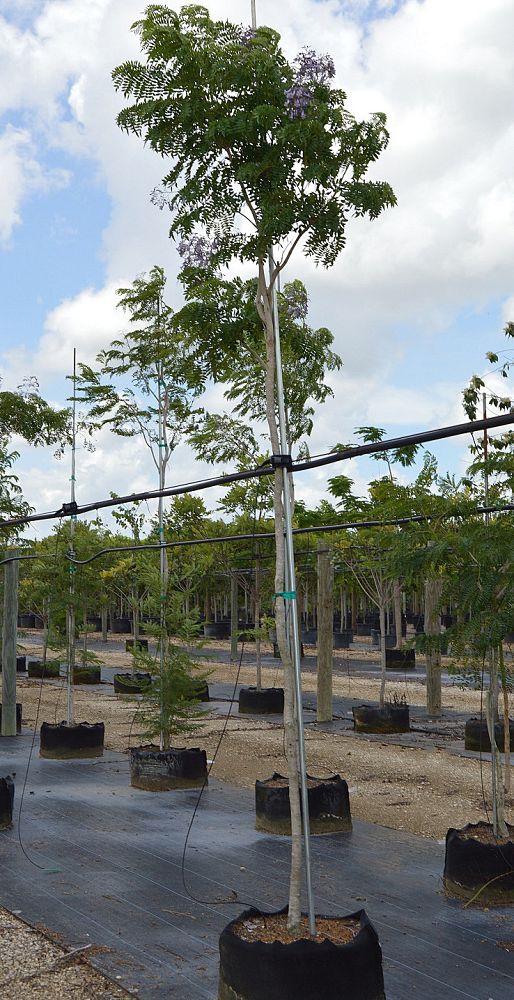 Botanics Wholesale, Inc.