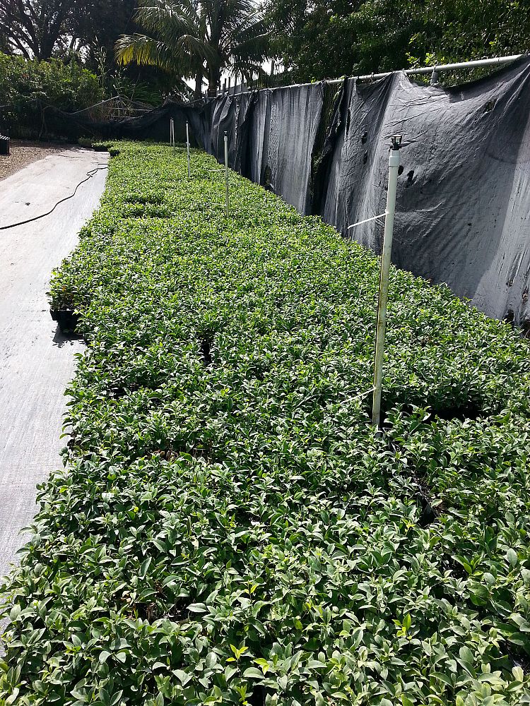 Liner Growers Nursery