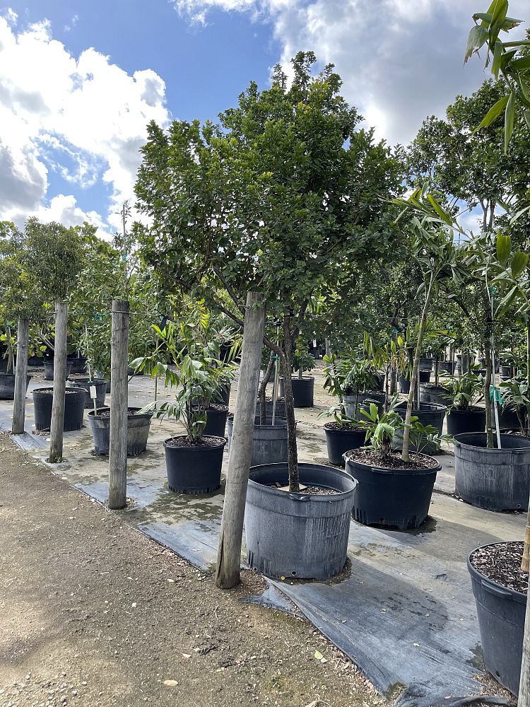 Image Gallery Native Tree Nursery